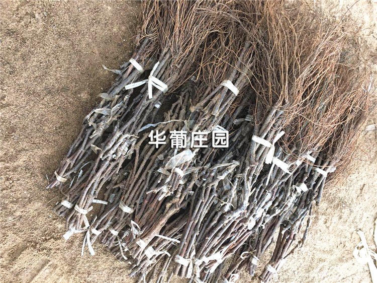 鋼板拋丸機 鋼板拋丸機